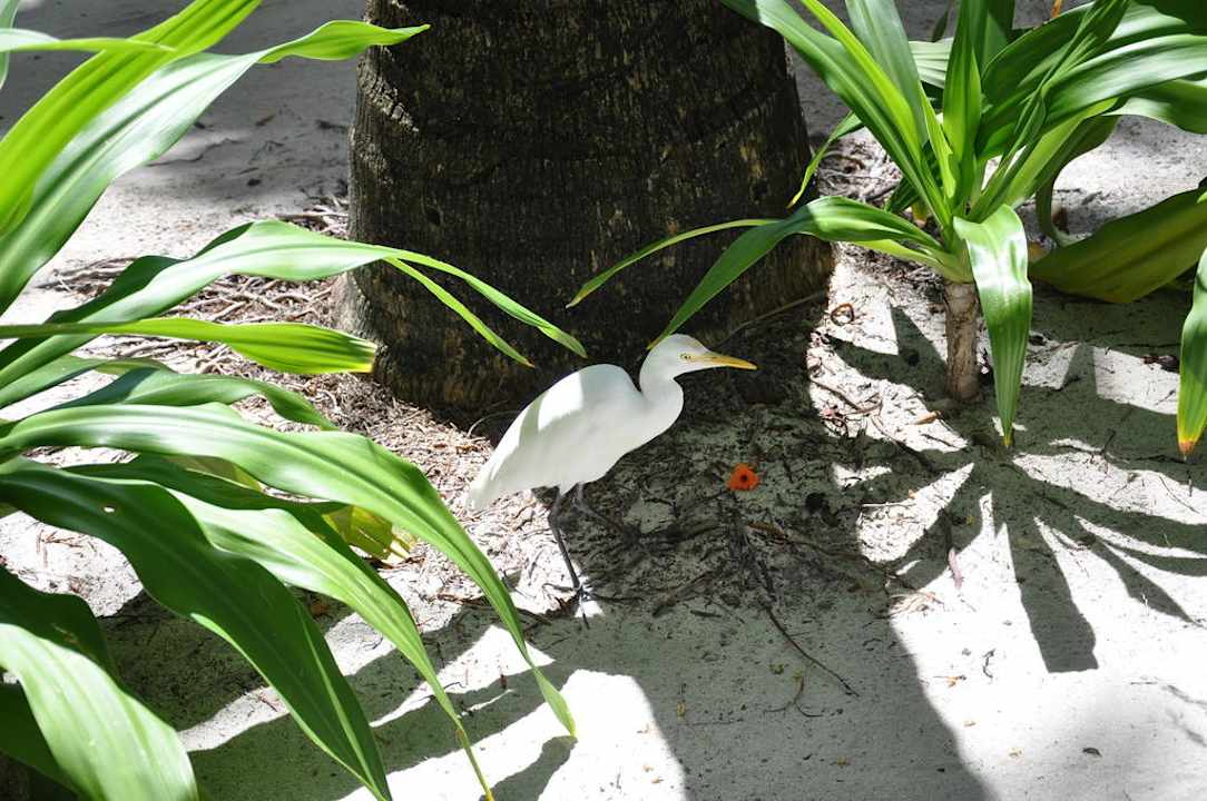 Summer Island Village Summer Island Maldives