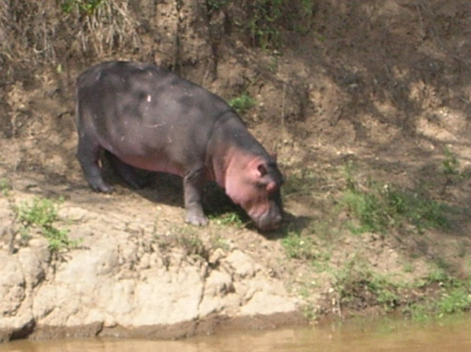 Ausblick auf den Mara River Royal Mara Safari Lodge