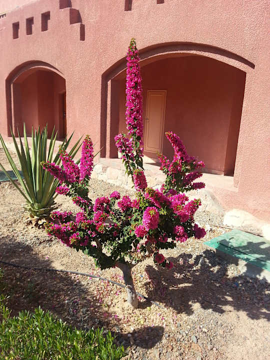 2 Swisstouch Oriental Resort Marsa Alam