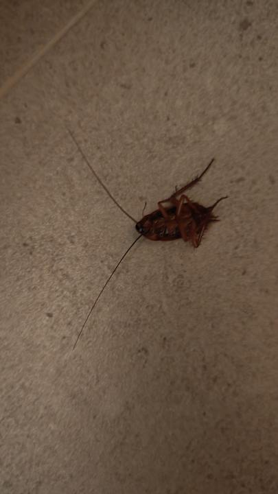 Zimmer allsun App.-Hotel Esquinzo Beach