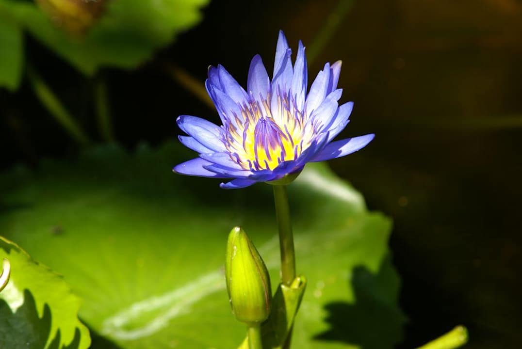 Seerose Puri Santrian