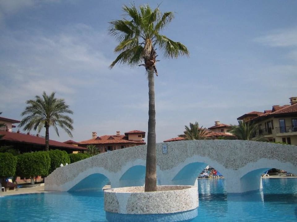 Palme im Activity Pool Club Grand Side