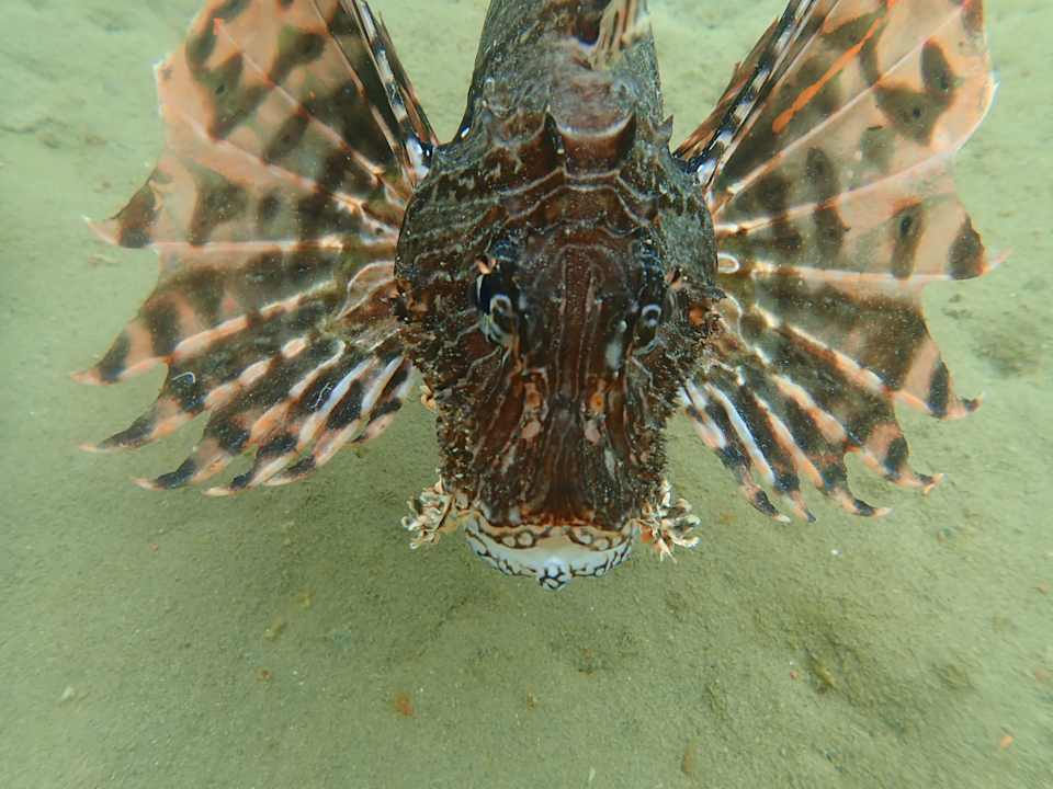 Strand Steigenberger Coraya Beach - Adults only