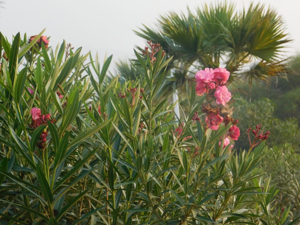 Gartenanlage Korumar Ephesus Beach & Spa Resort