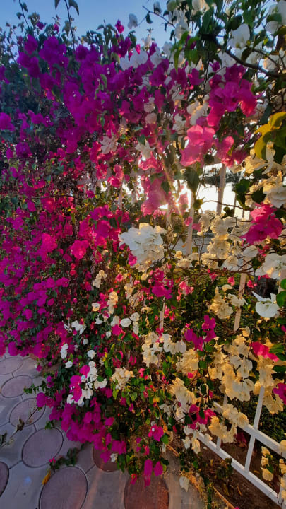 Gartenanlage Desert Rose