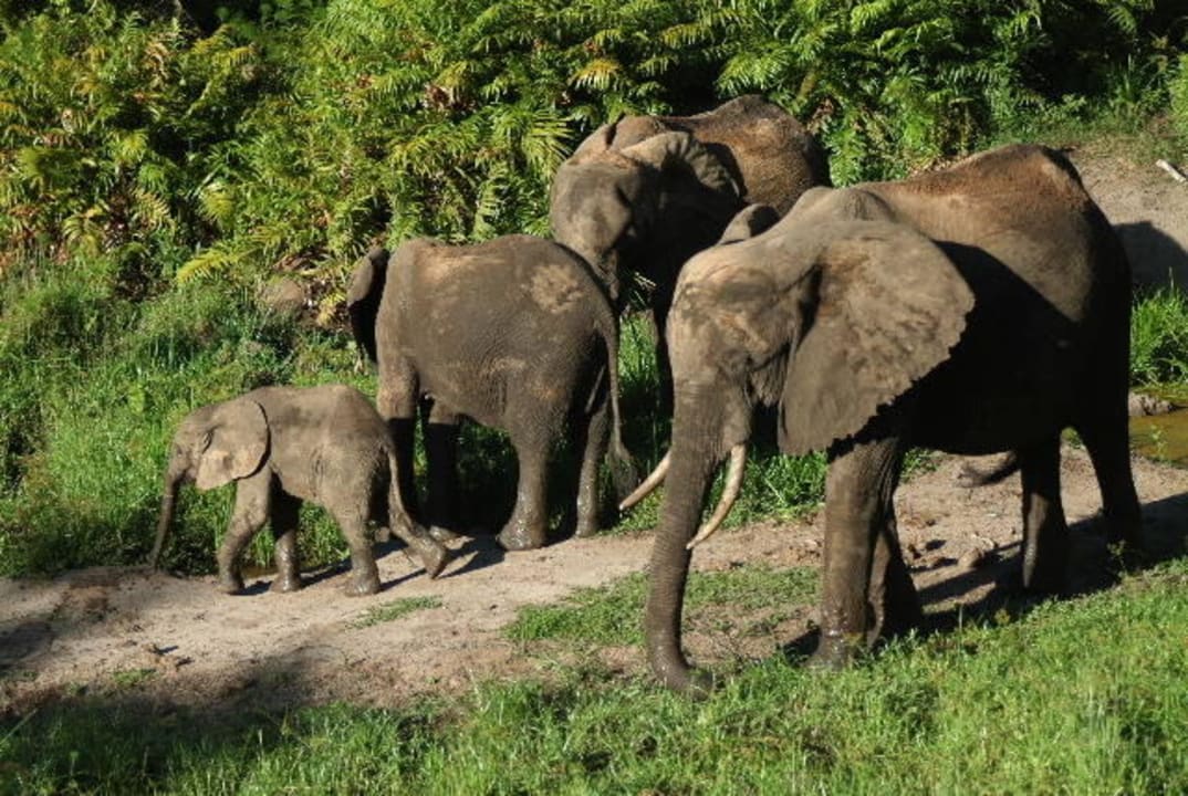 Animals in the area Shimba Hills Lodge