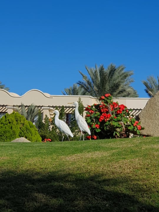 Sonstiges Jaz Solaya