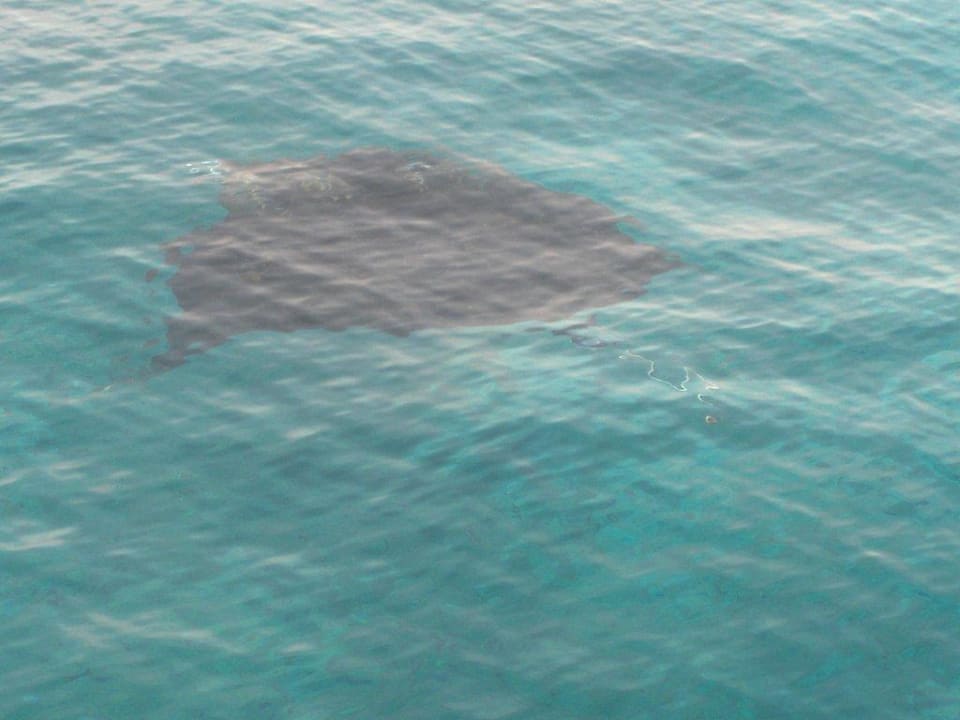 Manta-Watching Summer Island Maldives