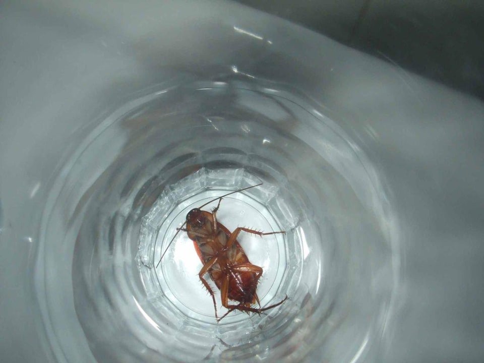 Besuch Ereza Apartamentos Los Hibiscos- Adults Only