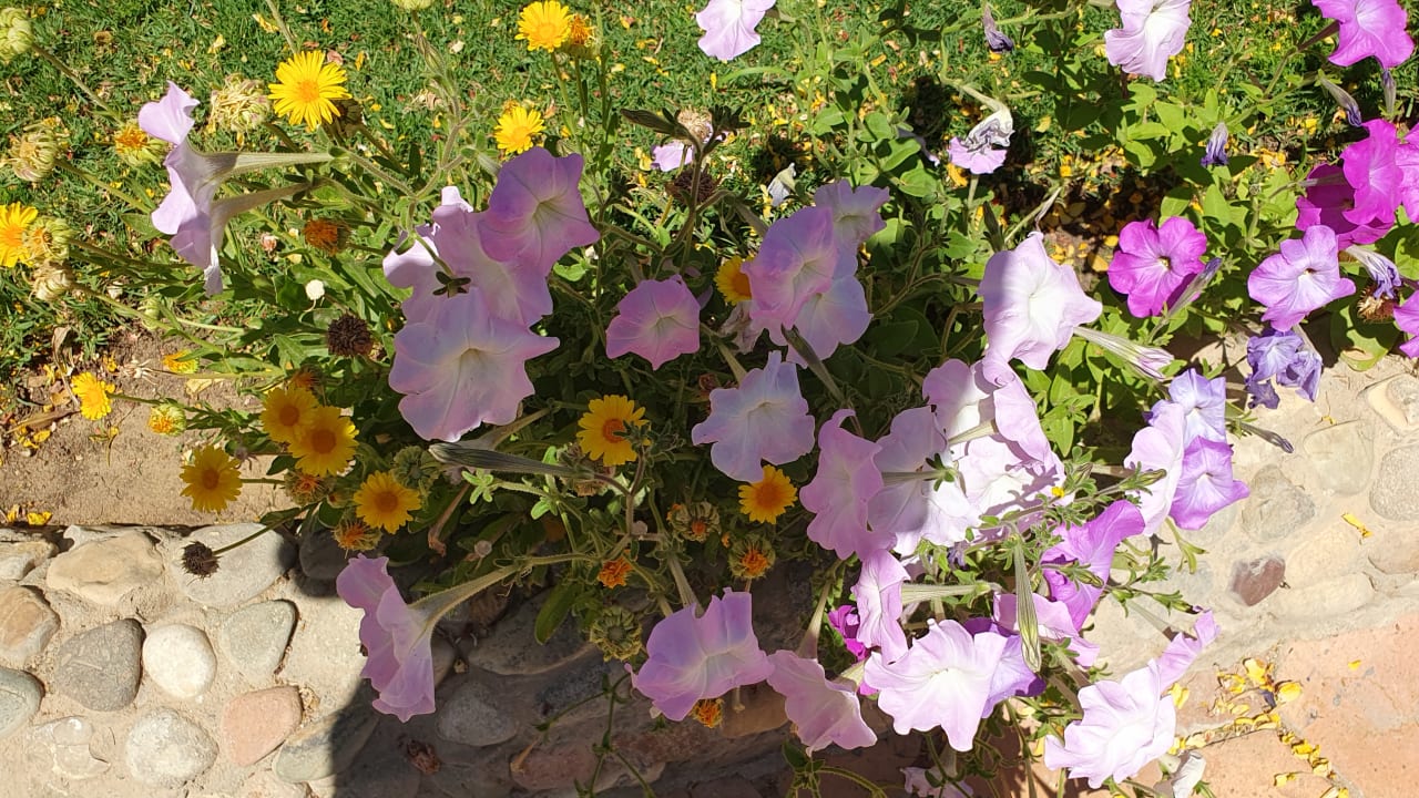Gartenanlage Continental Hotel Hurghada