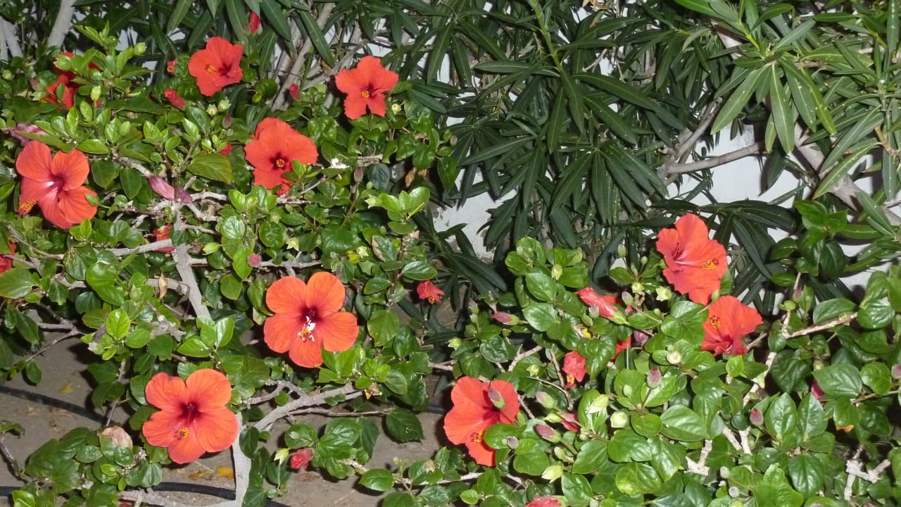 Gartenanlage Hotel Riu Palace Maspalomas Adults Only