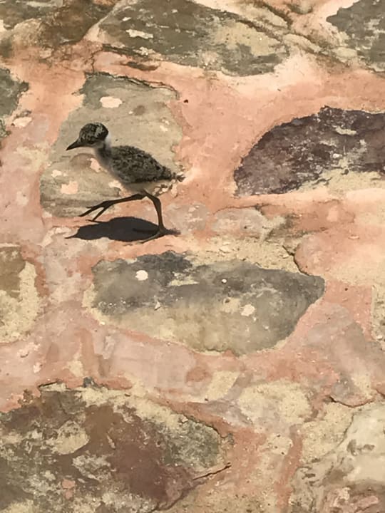 Sonstiges Steigenberger Coraya Beach - Adults only