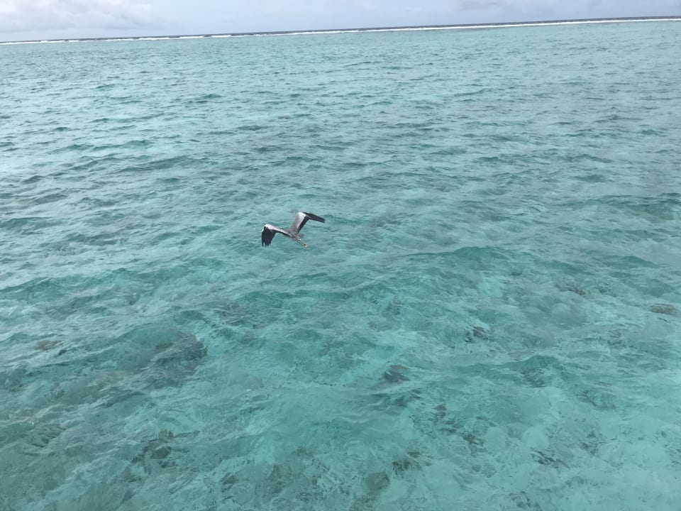 Ausblick Summer Island Maldives