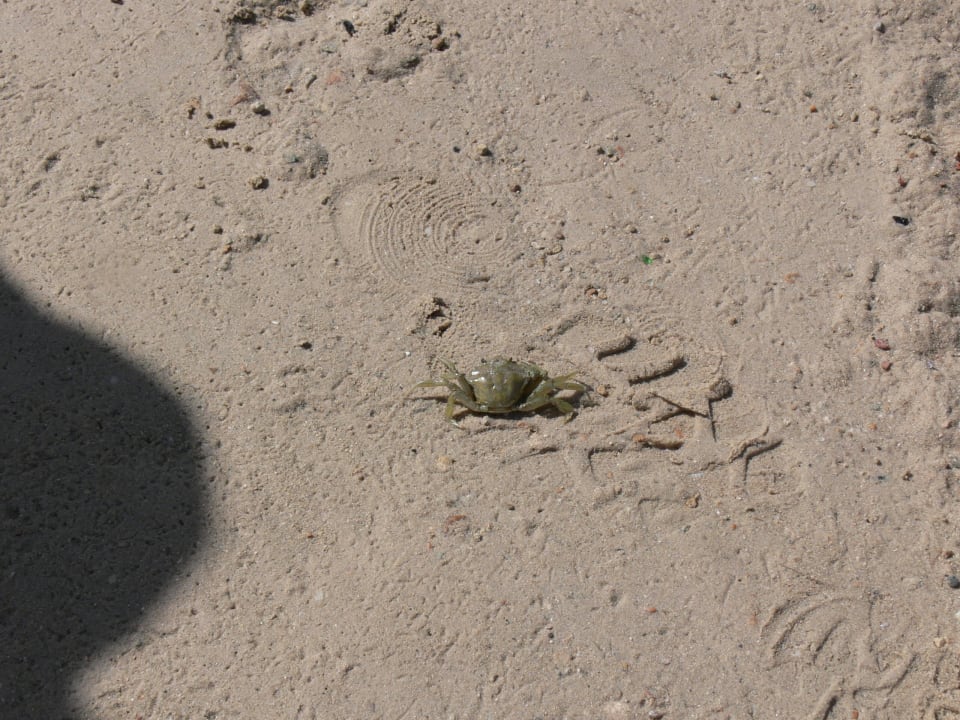 Krebs Calimera Yati Beach