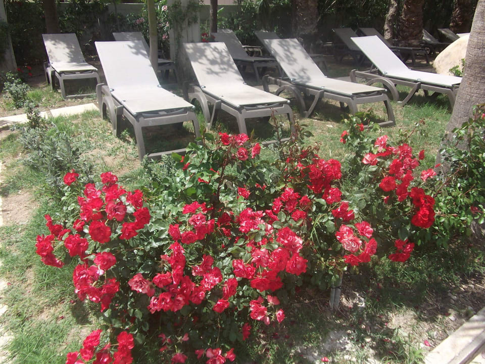 Am Pool Acacia Resort