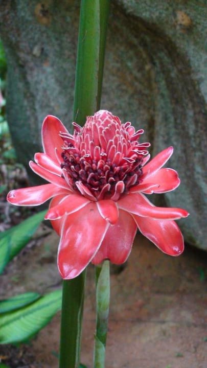 Flora & Fauna Constance Ephelia