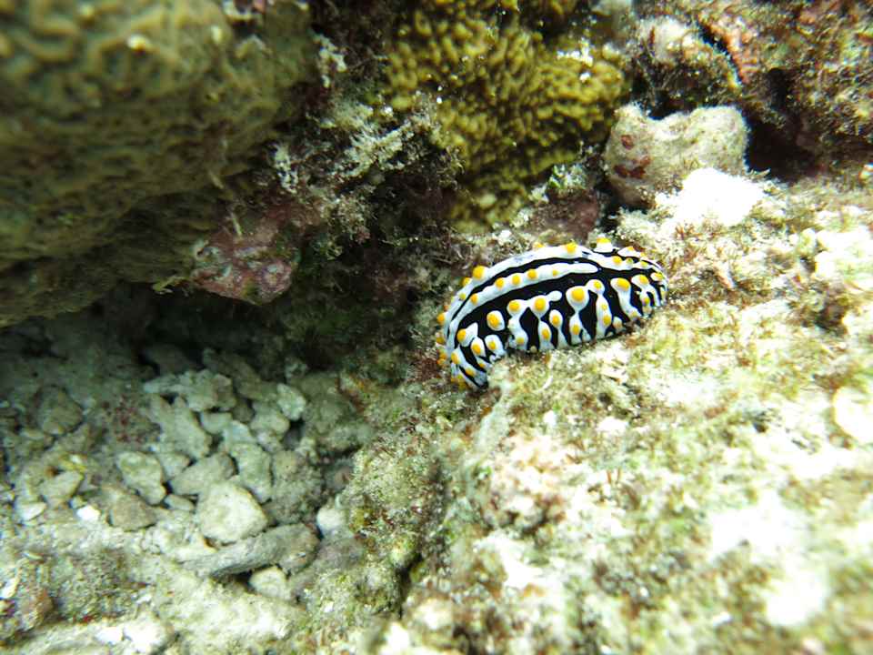 Strand NH Collection Maldives Reethi Resort