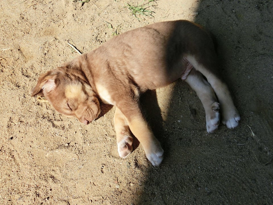 Das zweite Hundebaby TUI BLUE Xanthe