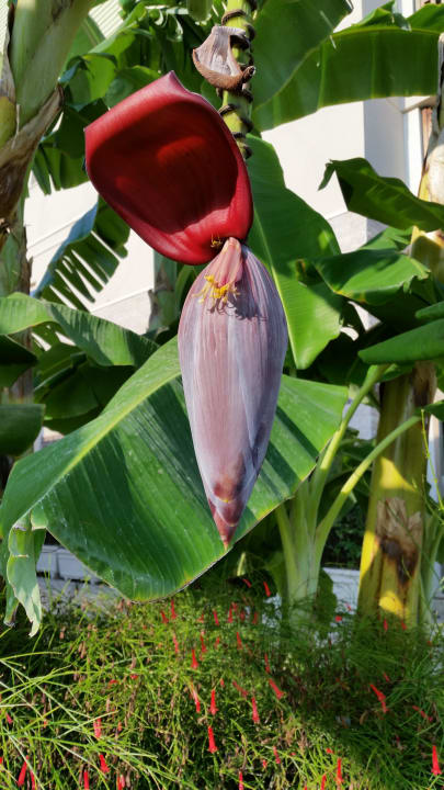 Bananenstaude mit Blüte  Can Garden Resort