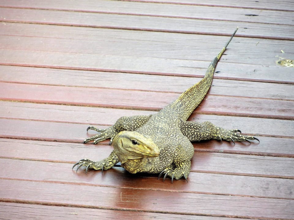 Haustiere Khaolak Laguna Resort