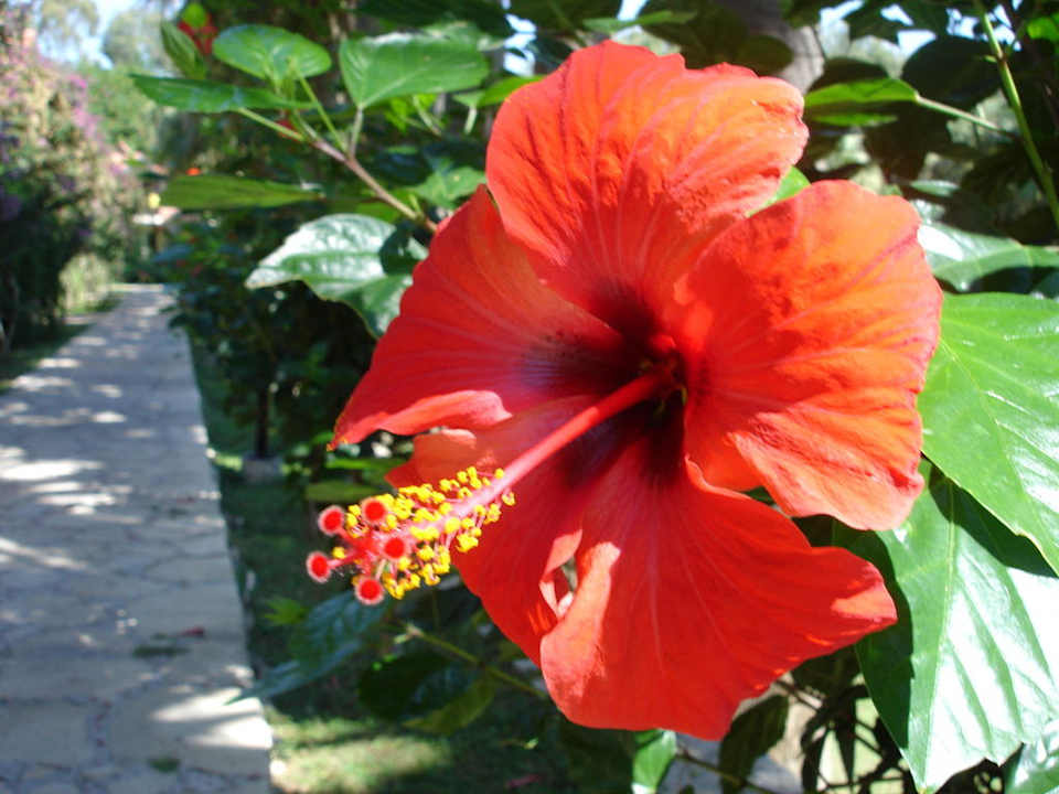 Eine Hibiskusblütenpracht, wohin das Auge reicht Melas Holiday Village