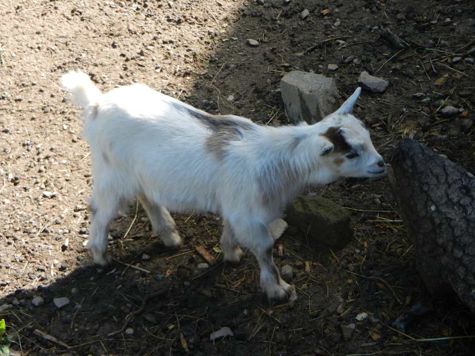 Geißlein im Streichelzoo Panoramadorf Saualpe