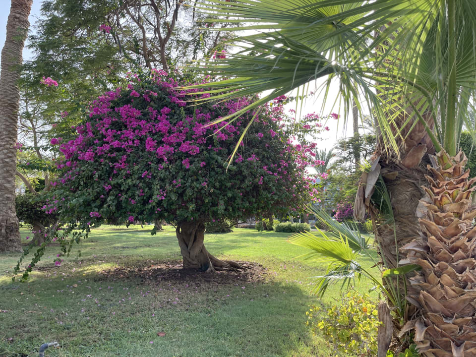 Gartenanlage The Grand Palace - Adults only