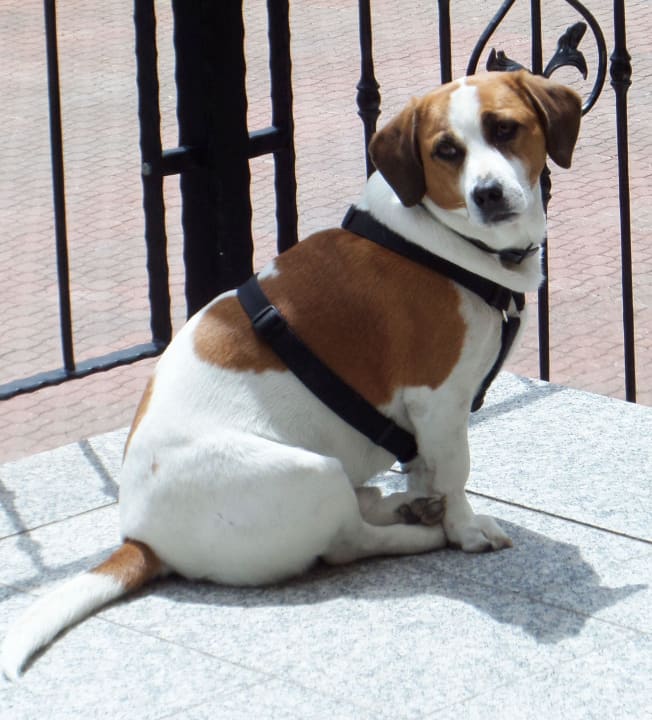 Hotelhund Maxl (ganz lieb) Berghotel Ratschings