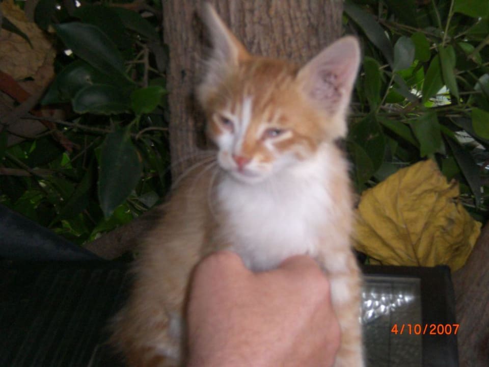 Liebes Kätzchen Gardenia Hotel