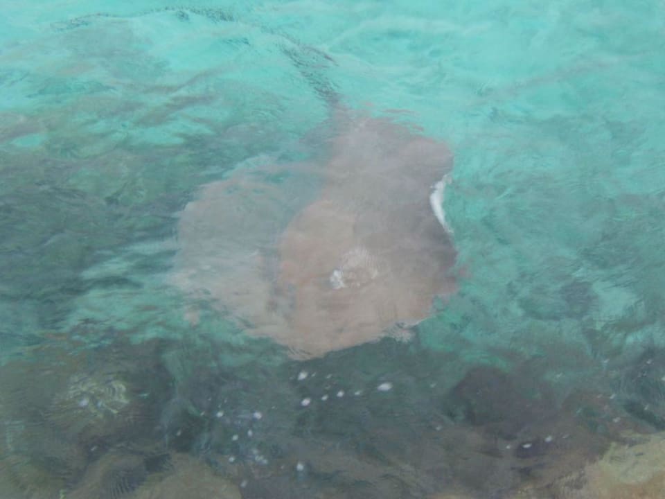 Rochen Summer Island Maldives