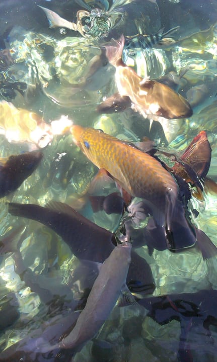 Fische vor dem Riff Stella Beach Resort & Spa Makadi Bay