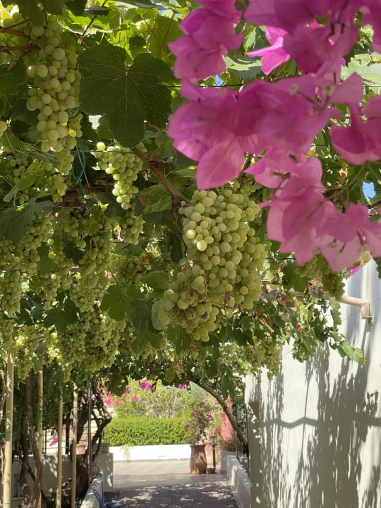 Gartenanlage Hydramis Palace Beach Resort