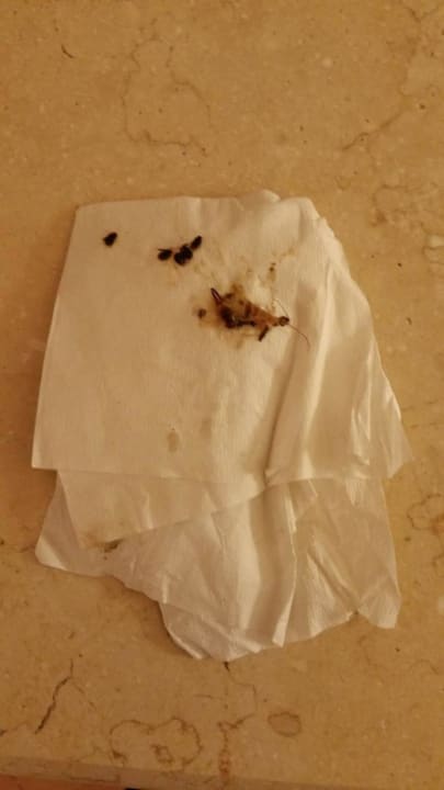 Insekten im Zimmer LABRANDA Royal Makadi