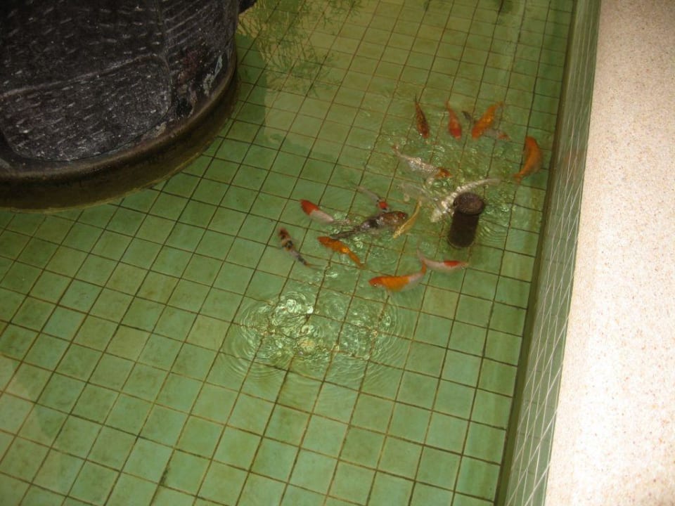 Teich Hotel Tropicana Pattaya