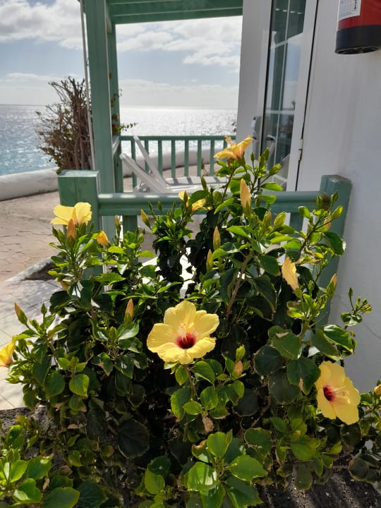 Gartenanlage Aldiana Club Fuerteventura