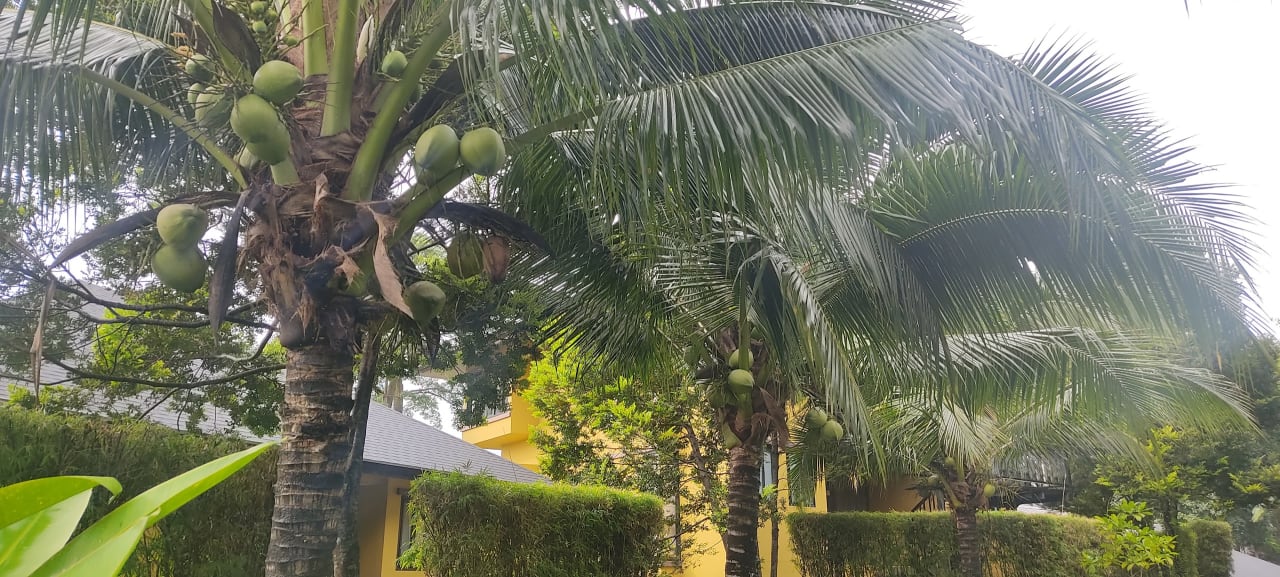 Gartenanlage Moracea by Khao Lak Resort