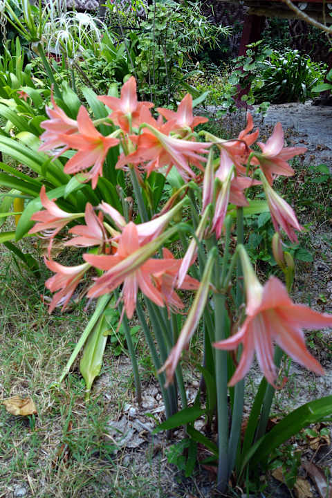 Kwiaty  Hotel Relax Bay Koh Lanta