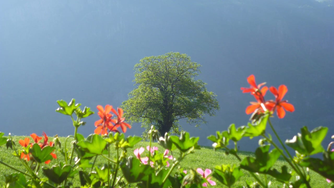 Ausblick vom Balkon Hotel-Chalet Pennhof