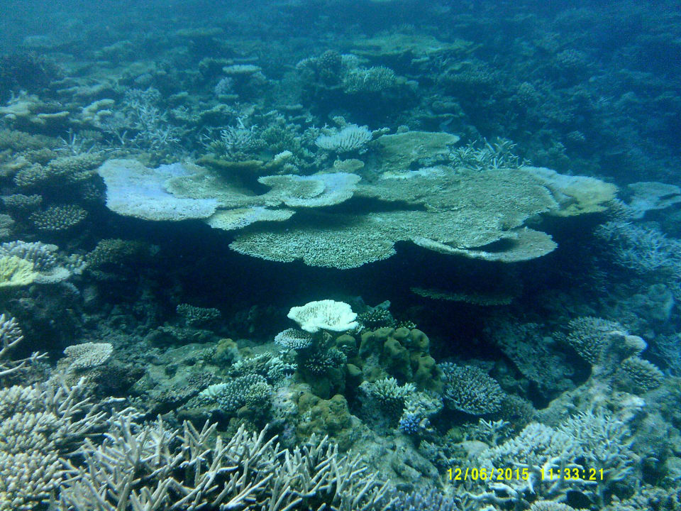 Coral Garden Embudu Embudu Village