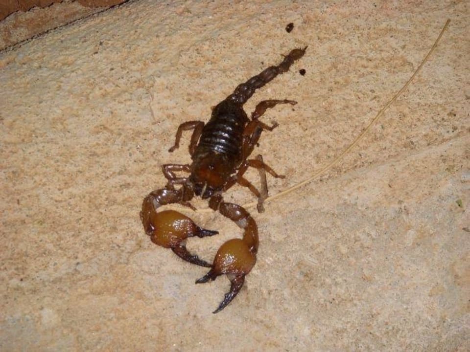 Der war leider schon tot Ashnil Aruba Lodge