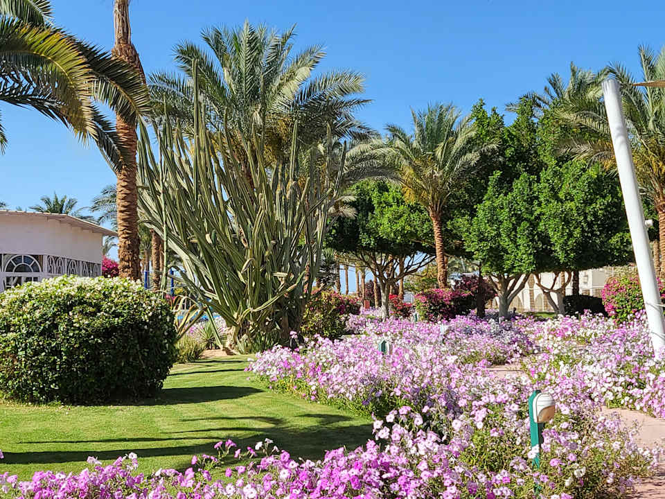 Gartenanlage Desert Rose