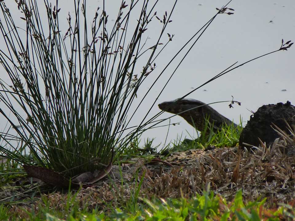 Hier auf der Lauer Dusit Thani Krabi Beach Resort