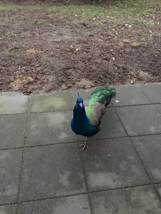 Besuch auf der Terrasse  Ferienpark Landal De Lommerbergen