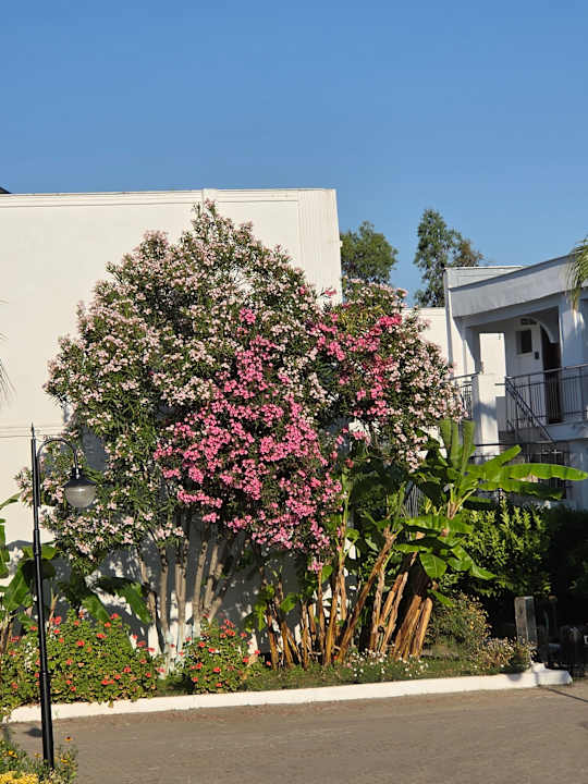 Gartenanlage Labranda Lebedos Princess