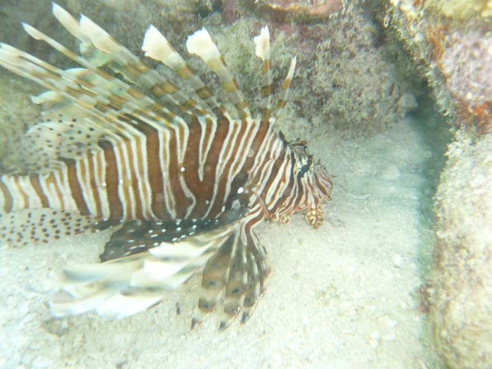 Unterwasserwelt Meeru Maldives Resort Island