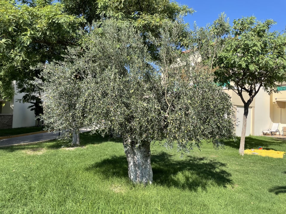 Außenansicht Lindos Princess Beach Resort & Spa