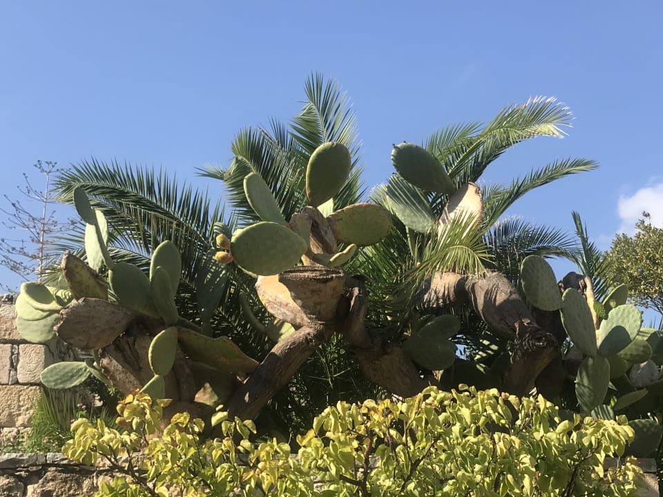 Gartenanlage Silva Beach Hotel
