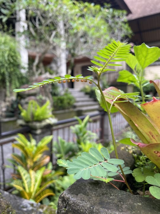 Sonstiges Hotel Tjampuhan