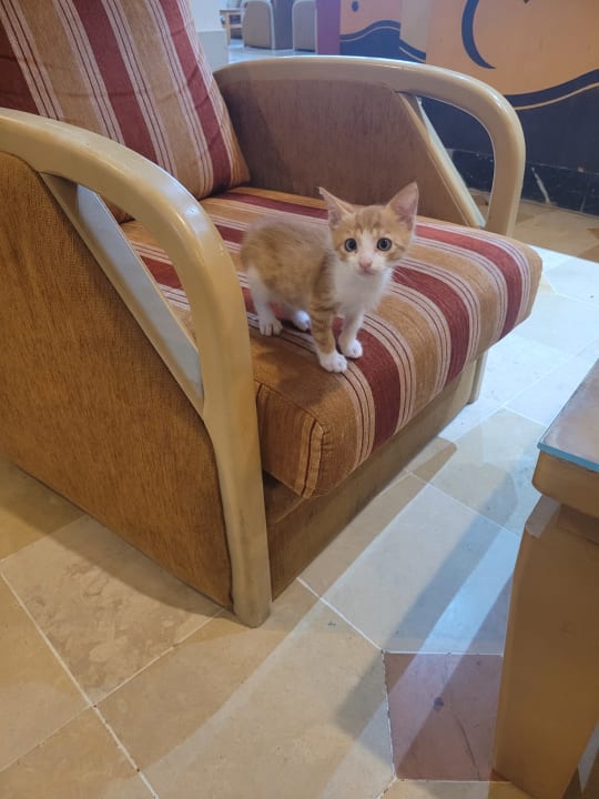 Lobby Hotel El Mouradi Cap Mahdia