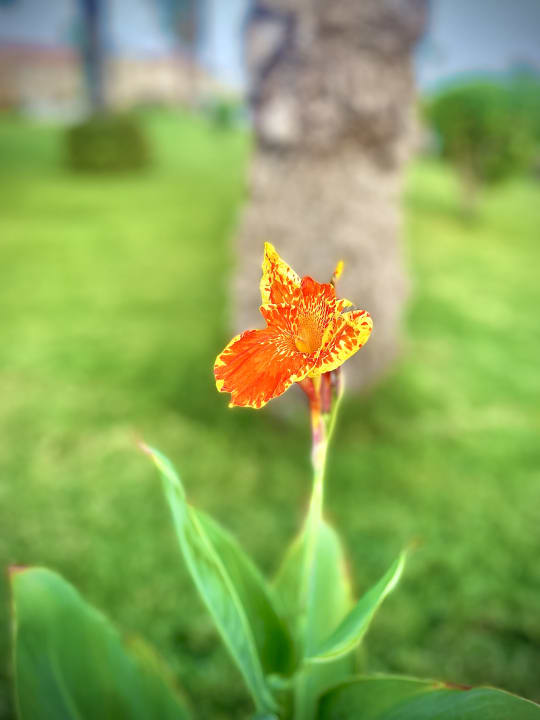 Gartenanlage Pickalbatros Aqua Blu Resort - Sharm El Sheikh